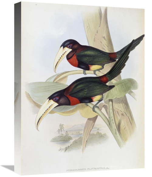 Global Gallery GCS-277799-22-142 22 in. Yellow-Billed Aracari - Toucan