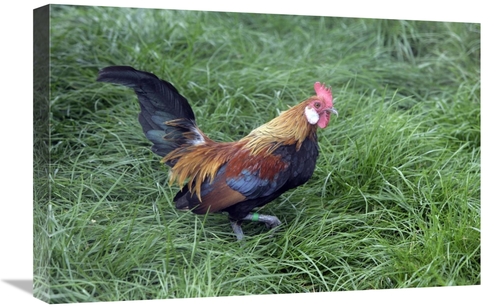 Global Gallery GCS-397530-1624-142 16 x 24 in. Domestic Chicken, L
