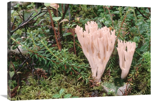 Global Gallery GCS-451870-2436-142 24 x 36 in. Fungus Growing on Fores