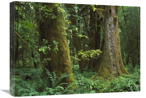 Global Gallery GCS-397180-1824-142 18 x 24 in. Moss-Covered Trees & De