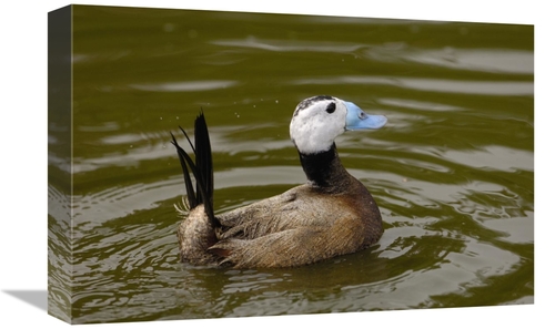 Global Gallery GCS-453106-1218-142 12 x 18 in. White-Headed Duck Male&