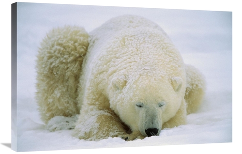 Global Gallery GCS-452510-2436-142 24 x 36 in. Polar Bear Sleeping in 