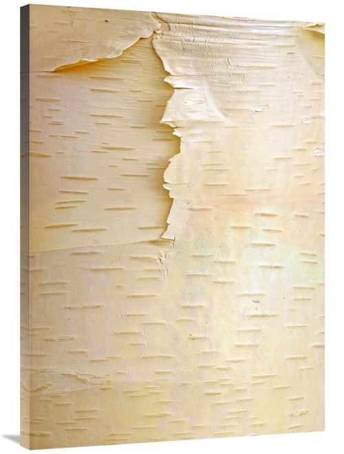 Global Gallery GCS-396182-40-142 40 in. Birch Close Up of Tree Trunk&#