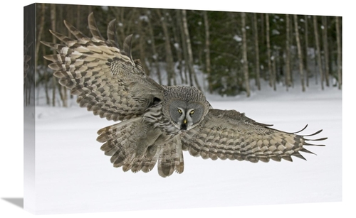 Global Gallery GCS-398260-1624-142 16 x 24 in. Great Grey Owl, Fin