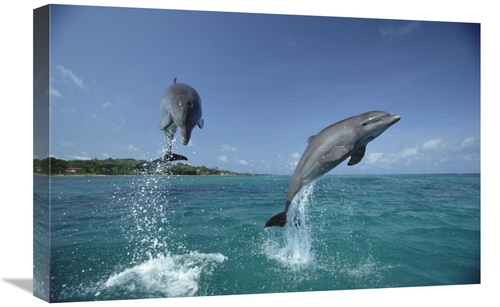 Global Gallery GCS-452357-1624-142 16 x 24 in. Bottlenose Dolphin Pair
