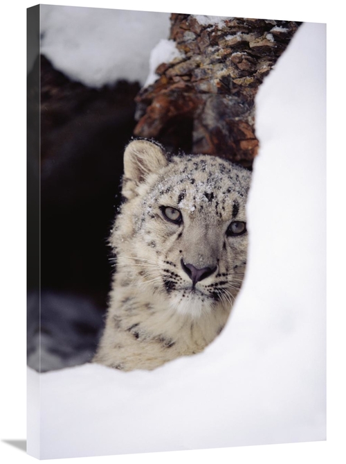 Global Gallery GCS-396428-2030-142 20 x 30 in. Snow Leopard Adult,