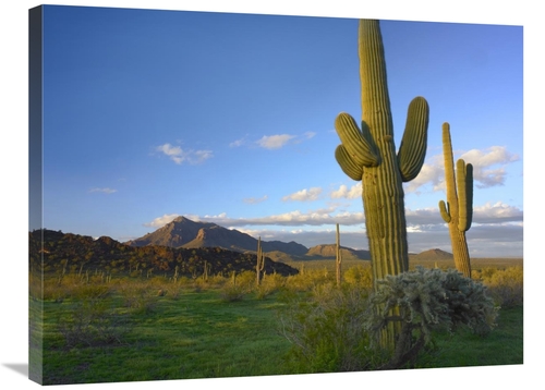 Global Gallery GCS-395934-2432-142 24 x 32 in. Saguaro & Teddybear Cho