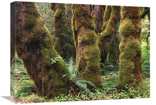 Global Gallery GCS-396838-1824-142 18 x 24 in. Mossy Big-Leaf Maples&#