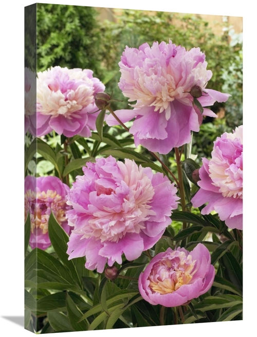 Global Gallery GCS-398387-1624-142 16 x 24 in. Peony Mme Emile Debaten