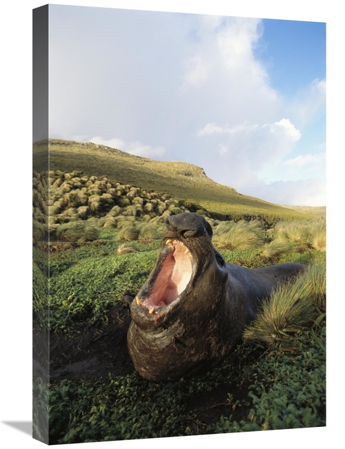 Global Gallery GCS-451581-1624-142 16 x 24 in. Southern Elephant Seal 