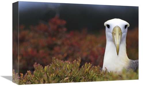 Global Gallery GCS-451361-1218-142 12 x 18 in. Waved Albatross Portrai