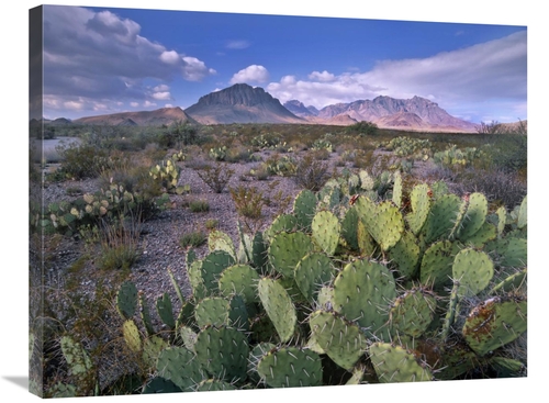 Global Gallery GCS-397024-2432-142 24 x 32 in. Opuntia Cactus, Chi