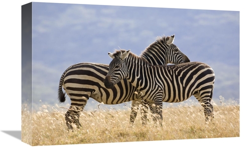 Global Gallery GCS-395328-1218-142 12 x 18 in. Burchells Zebra Pair&#4