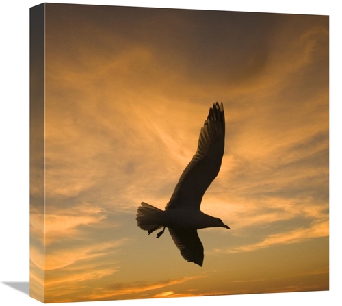 Global Gallery GCS-453347-1818-142 18 x 18 in. Mew Gull Silhouetted At