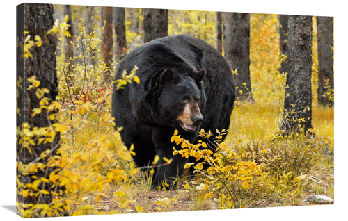 Global Gallery GCS-486559-36-142 36 in. On the Prowl Art Print - Vic S