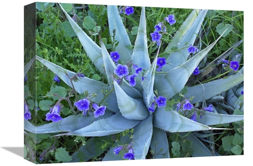 Global Gallery GCS-396121-1216-142 12 x 16 in. Desert Bluebell & Agave