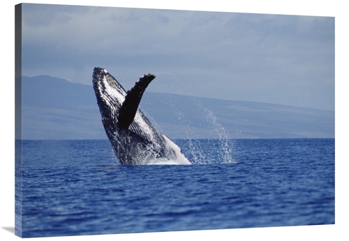 Global Gallery GCS-451025-3040-142 30 x 40 in. Humpback Whale Breachin