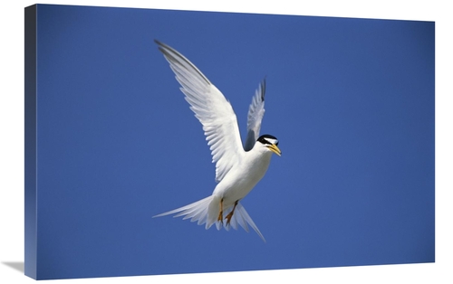 Global Gallery GCS-453273-2030-142 20 x 30 in. Least Tern Flying Again