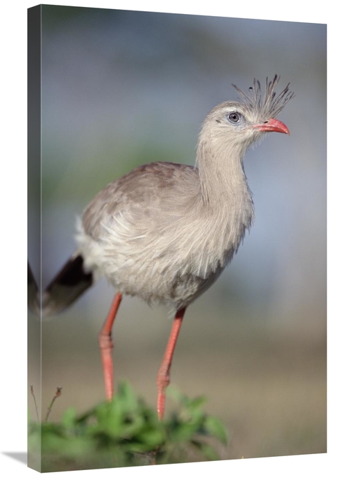 Global Gallery GCS-451472-2030-142 20 x 30 in. Red-Legged Seriema Fora