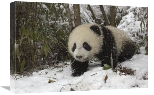 Global Gallery GCS-453024-1624-142 16 x 24 in. Giant Panda Six Month O