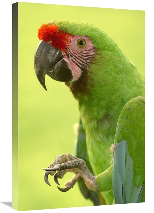 Global Gallery GCS-453217-2030-142 20 x 30 in. Military Macaw Portrait