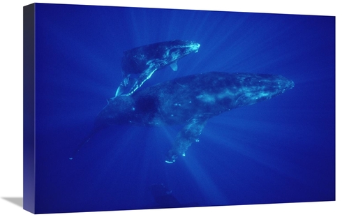 Global Gallery GCS-450573-1624-142 16 x 24 in. Humpback Whale Mother &