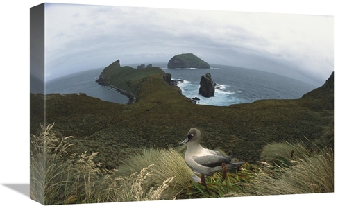 Global Gallery GCS-451617-1218-142 12 x 18 in. Light-Mantled Albatross