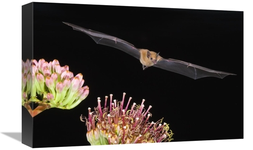Global Gallery GCS-453330-1218-142 12 x 18 in. Lesser Long-Nosed Bat F