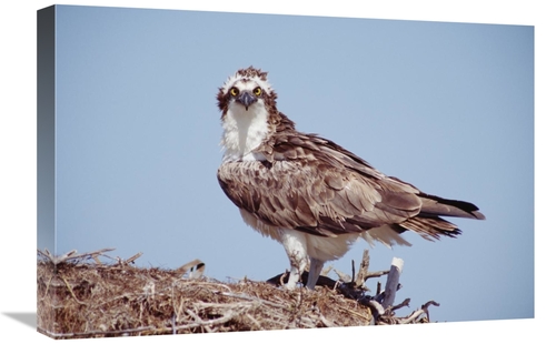 Global Gallery GCS-396431-1624-142 16 x 24 in. Osprey Adult Perching o
