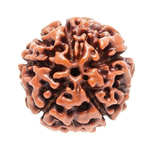 Original Nepali Five Faced / 5 Mukhi Rudraksha Bead (Colour: Brown,