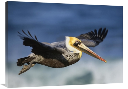 Global Gallery GCS-396044-3040-142 30 x 40 in. Brown Pelican Flying&#4