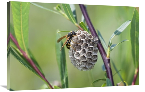 Global Gallery GCS-398484-2436-142 24 x 36 in. Wasp Constructing Nest&