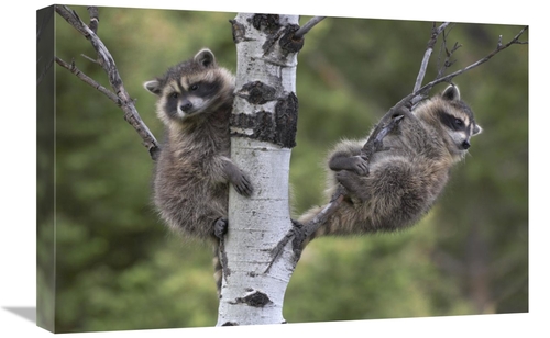 Global Gallery GCS-452202-1624-142 16 x 24 in. Raccoon Two Babies in T