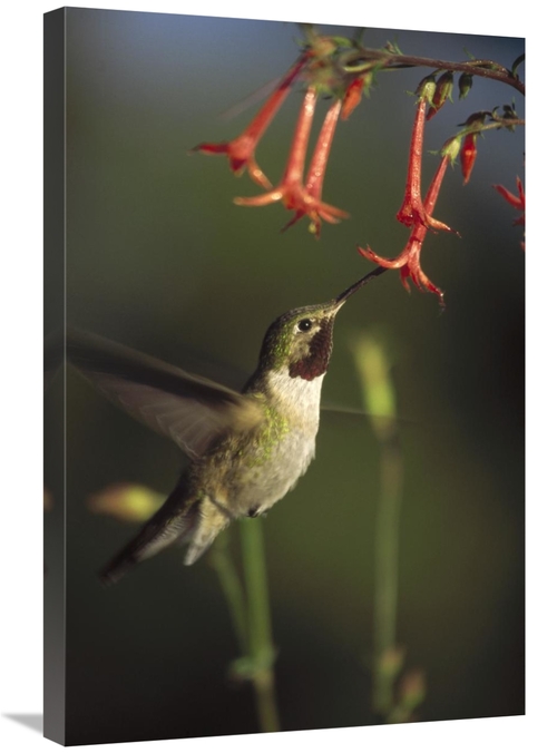 Global Gallery GCS-396779-2030-142 20 x 30 in. Broad-Tailed Hummingbir