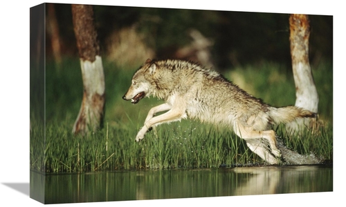 Global Gallery GCS-396322-1218-142 12 x 18 in. Timber Wolf Running Thr