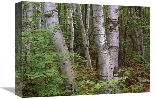 Global Gallery GCS-396477-1216-142 12 x 16 in. Birch Forest, Pictu