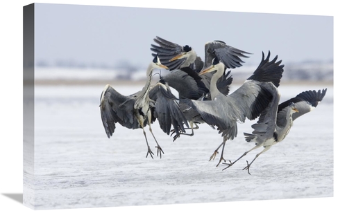 Global Gallery GCS-452608-1624-142 16 x 24 in. Grey Heron Group Fighti