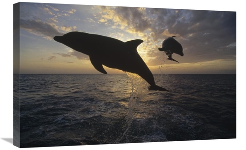 Global Gallery GCS-452356-2030-142 20 x 30 in. Bottlenose Dolphin Leap