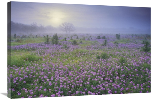 Global Gallery GCS-396660-2436-142 24 x 36 in. Sand Verbena Flower Fie