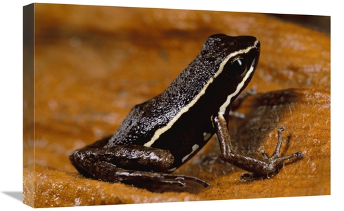 Global Gallery GCS-450757-1624-142 16 x 24 in. Poison Dart Frog Portra