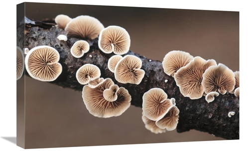 16 x 24 in. Split Gill Fungus Growing on Branch Art Print - Jan Vermee