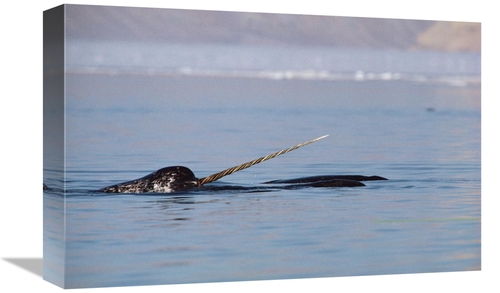 Global Gallery GCS-450595-1218-142 12 x 18 in. Narwhal Male Surfacing&