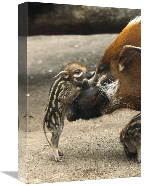 Global Gallery GCS-450829-1218-142 12 x 18 in. Red River Hog Baby & Mo