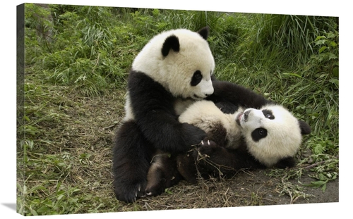 Global Gallery GCS-395889-2436-142 24 x 36 in. Giant Panda Cubs Playin