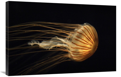 Global Gallery GCS-397710-2436-142 24 x 36 in. Northern Sea Nettle Jel