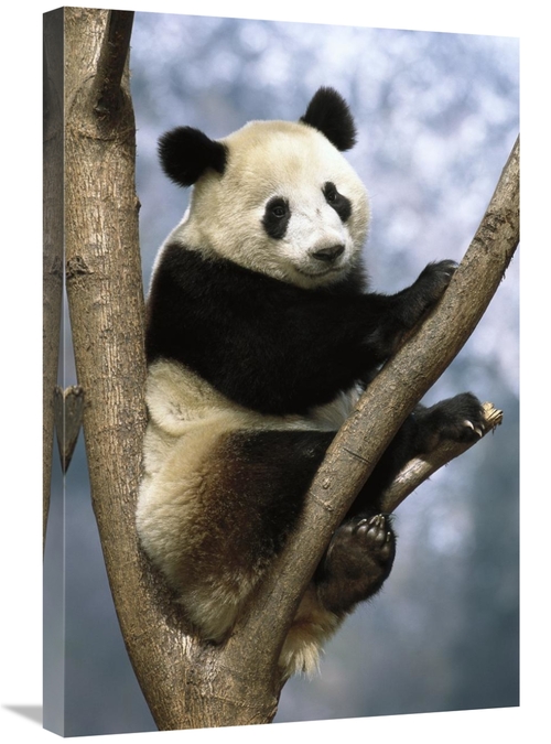 Global Gallery GCS-397897-2030-142 20 x 30 in. Giant Panda Wolong Vall