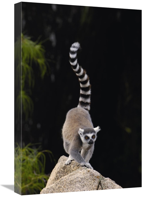 Global Gallery GCS-453250-1624-142 16 x 24 in. Ring-Tailed Lemur in th