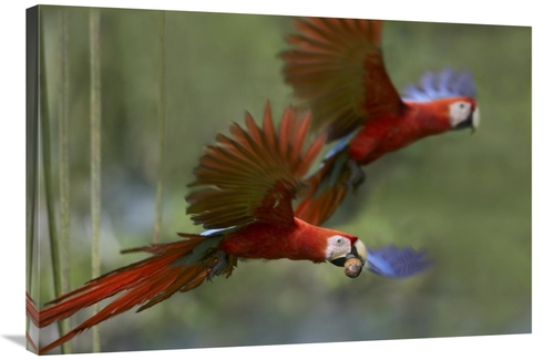 Global Gallery GCS-396404-2436-142 24 x 36 in. Scarlet Macaw Pair Flyi
