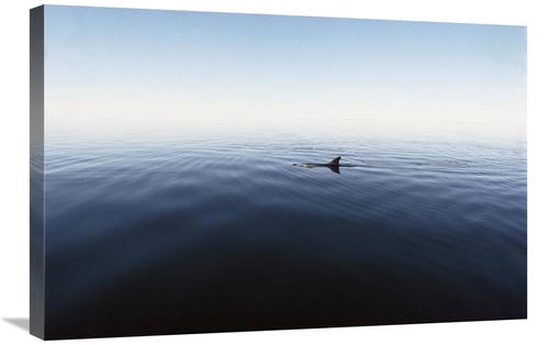 Global Gallery GCS-450687-2030-142 20 x 30 in. Bottlenose Dolphin Surf
