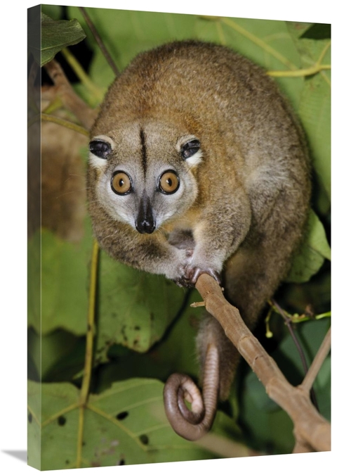 Global Gallery GCS-397553-2030-142 20 x 30 in. Moluccan Cuscus, Ha
